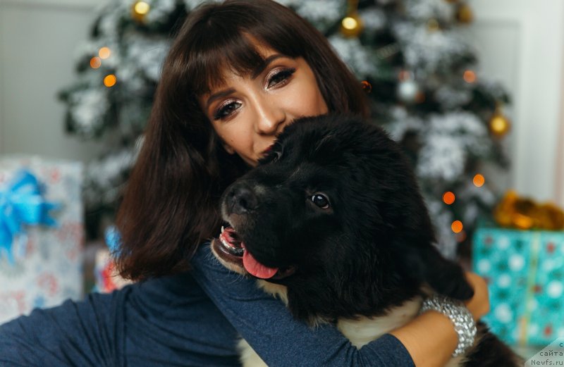 Фото: ньюфаундленд Обуш Шед Коза-Дереза (Obush Shed Koza-Dereza), Мария Ермачкова