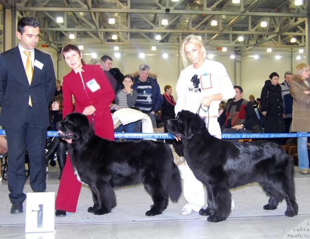 Фото: ньюфаундленд Блэк Диамонд Агидель от Потапа Патриция (Black Diamond Agidel ot Potapa Patricia), ньюфаундленд Джентли Бон из Медвежьего Яра