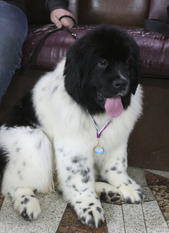 Фото: ньюфаундленд Обуш Шед Кисейная Барышня (Obush Shed Kiseynaya Baryshnya)