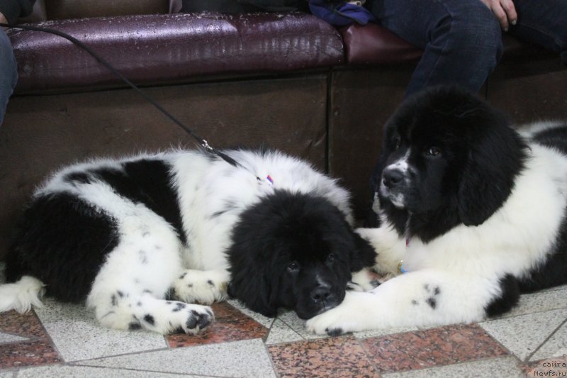 Фото: ньюфаундленд Обуш Шед Кисейная Барышня (Obush Shed Kiseynaya Baryshnya), ньюфаундленд Обуш Шед Кумаджиро (Obush Shed Kumadziro)