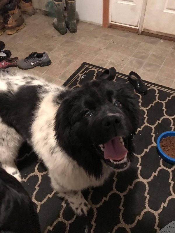 Фото: ньюфаундленд Обуш Шед Кисейная Барышня (Obush Shed Kiseynaya Baryshnya)