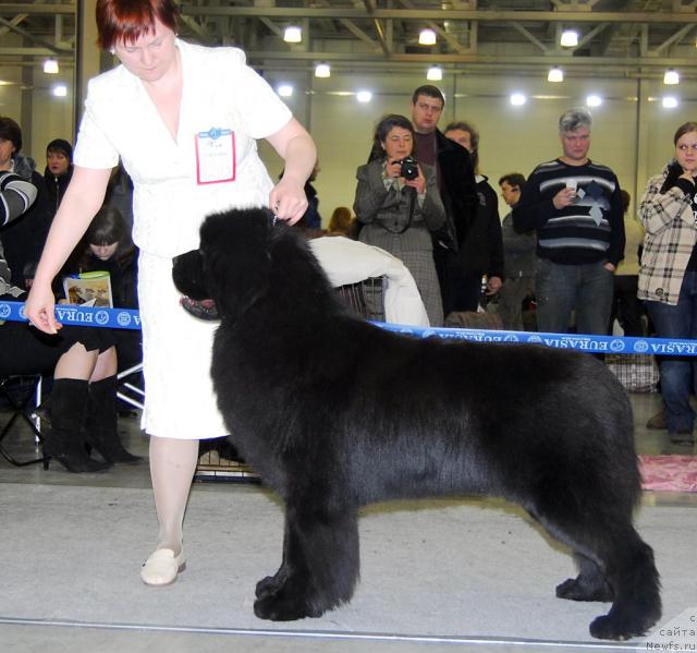 Фото: ньюфаундленд Винчес из Медвежьего Яра для Берега Дона (Vinces iz Medvejyego Yara Dlja Berega Dona)