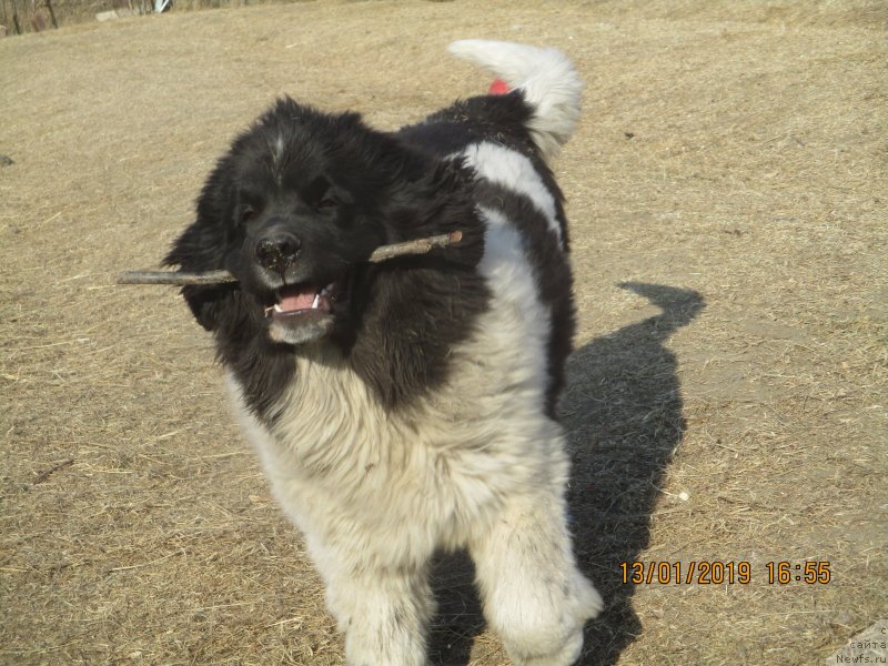 Фото: ньюфаундленд Обуш Шед Каваи Панда (Obush Shed Kawai Panda)