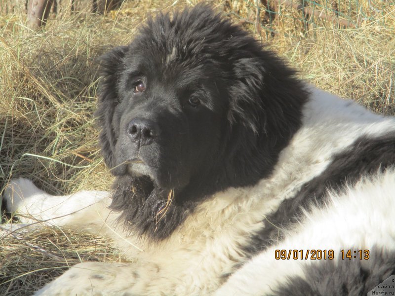 Фото: ньюфаундленд Обуш Шед Каваи Панда (Obush Shed Kawai Panda)
