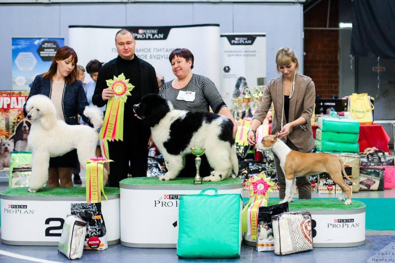 Фото: ньюфаундленд Обуш Шед Кумаджиро (Obush Shed Kumadziro)