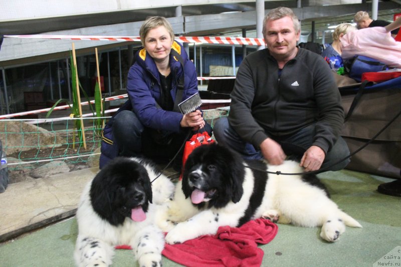 Фото: ньюфаундленд Обуш Шед Кисейная Барышня (Obush Shed Kiseynaya Baryshnya), ньюфаундленд Обуш Шед Кумаджиро (Obush Shed Kumadziro), Ольга Батина, Владимир Николаев