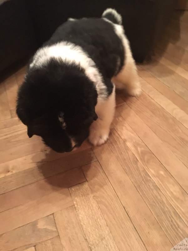 Фото: ньюфаундленд Амрита от Карельских Медведей