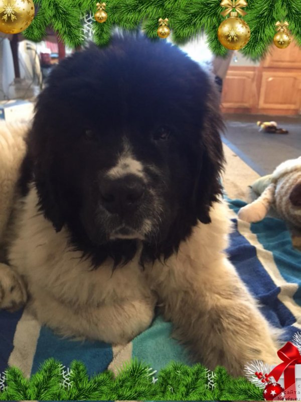 Фото: ньюфаундленд Обуш Шед Кумаджиро (Obush Shed Kumadziro)