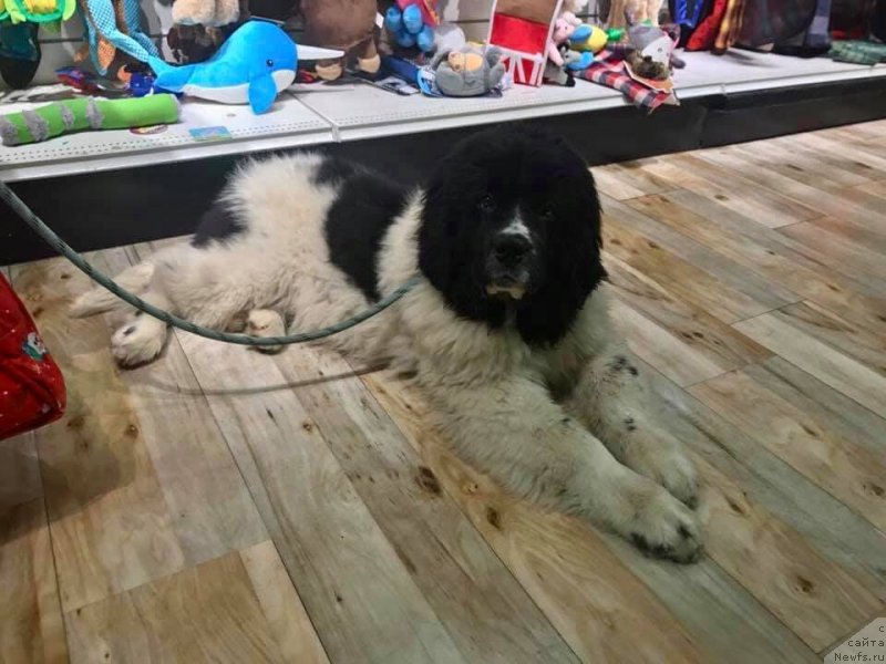 Фото: ньюфаундленд Обуш Шед Кумаджиро (Obush Shed Kumadziro)