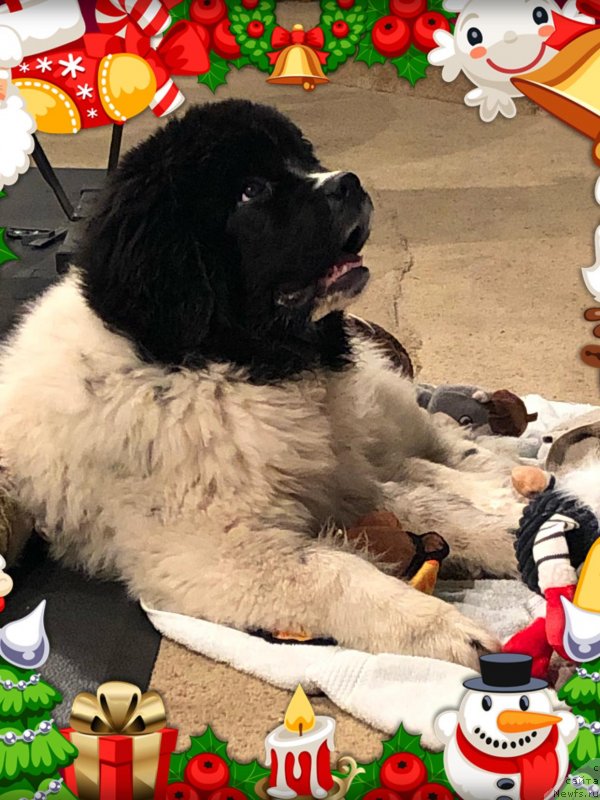 Фото: ньюфаундленд Обуш Шед Кумаджиро (Obush Shed Kumadziro)