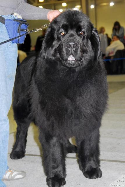 Фото: ньюфаундленд Гай Нью Спейс Престиж (Gay New Space Prestizh)