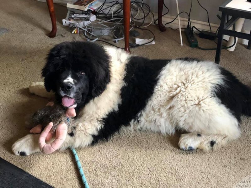 Фото: ньюфаундленд Обуш Шед Кумаджиро (Obush Shed Kumadziro)