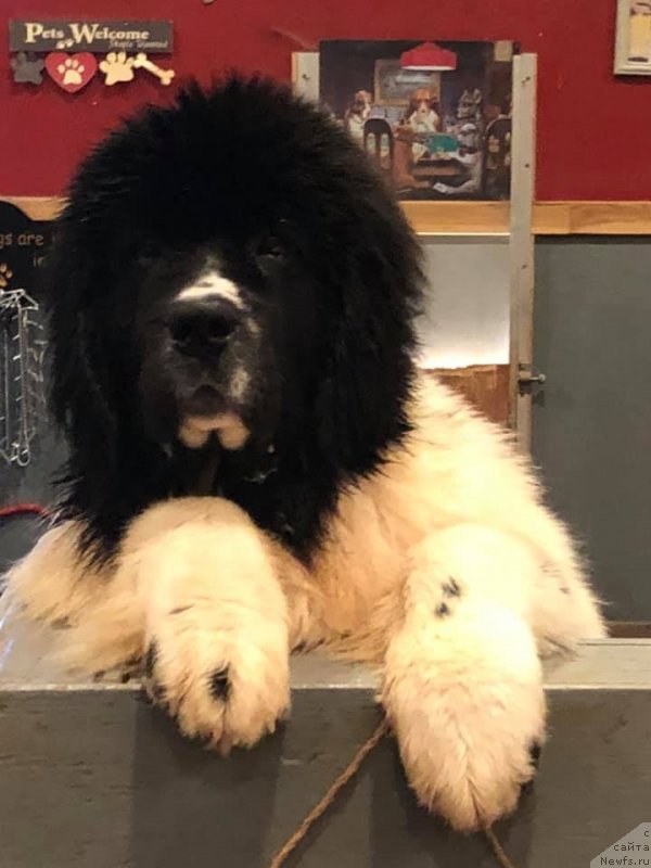 Фото: ньюфаундленд Обуш Шед Кумаджиро (Obush Shed Kumadziro)