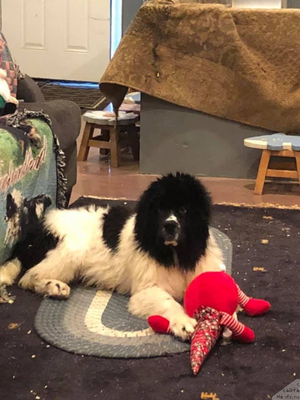 Фото: ньюфаундленд Обуш Шед Кумаджиро (Obush Shed Kumadziro)