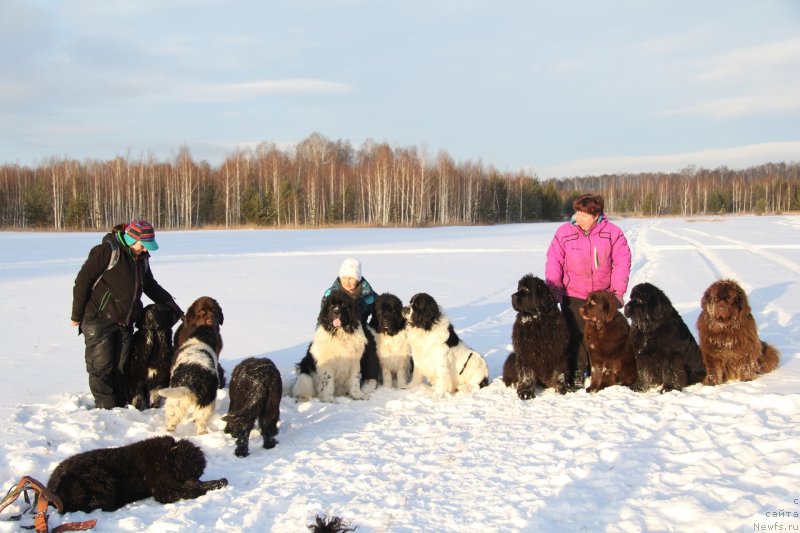 Фото: ньюфаундленд Обуш Шед Лав Ми Тендер (Obush Shed Love Me Tender), ньюфаундленд Обуш Шед Курои Хоши (Obush Shed Kuroi Hoshi), ньюфаундленд Обуш Шед Кисейная Барышня (Obush Shed Kiseynaya Baryshnya), Обуш Шед Ерофея, ньюфаундленд Ньюфорт Моя Прекрасная Леди, Обуш Шед Женевьева, ньюфаундленд Би Перфект Волшебная Сказка, ньюфаундленд Маг Исполин Мода Макси, ньюфаундленд Обуш Шед Дестини Шейп (Obush Shed Destiny Shape), ньюфаундленд Обуш Шед Ирелэнд (Obush Shed Ireland), ньюфаундленд Обуш Шед Дойчленд (Obush Shed Deutschland), ньюфаундленд Обуш Шед Якутия (Obush Shed Yakutia)