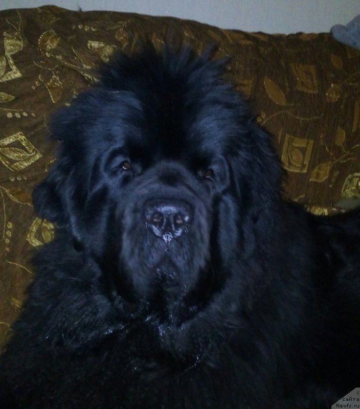 Фото: ньюфаундленд Даркфлайт Мэриленд (Darkflight Maryland)