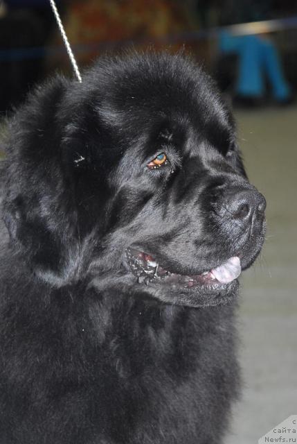 Фото: ньюфаундленд Гай Нью Спейс Престиж (Gay New Space Prestizh)