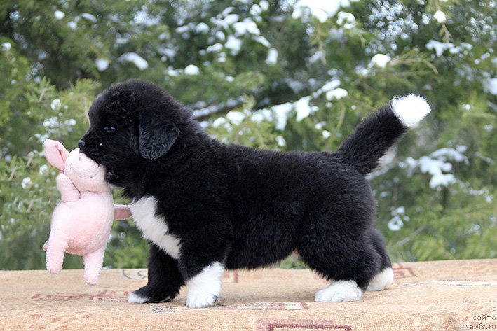 Фото: Фензерв с Берега Дона