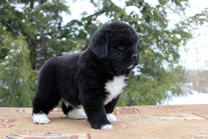 Фотография № 241193