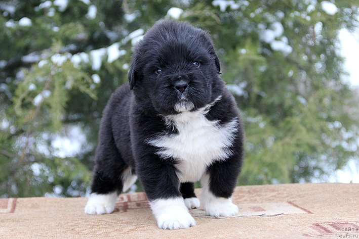 Фотография № 241197