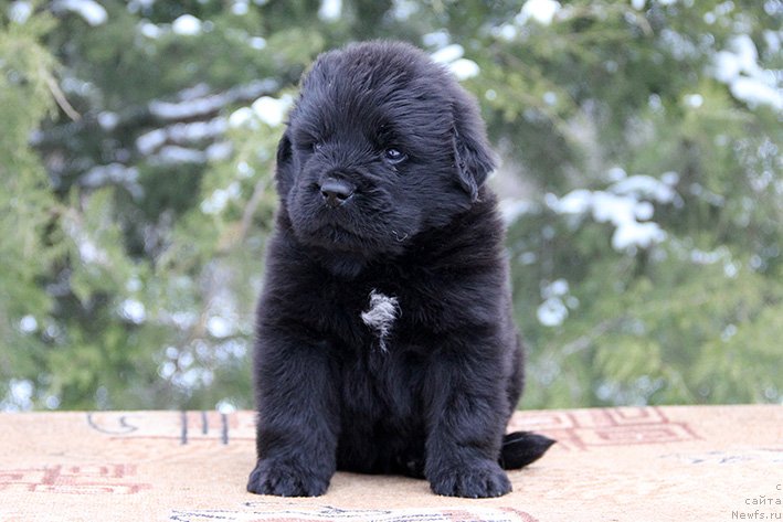 Фотография № 241198