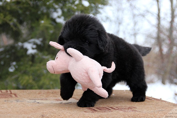 Фото: Фрейграф с Берега Дона