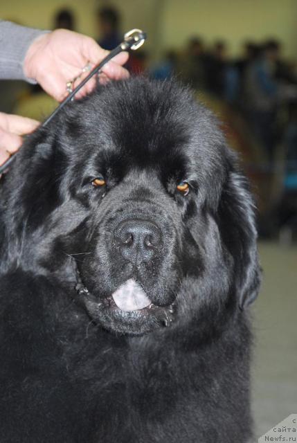 Фото: ньюфаундленд Гай Нью Спейс Престиж (Gay New Space Prestizh)