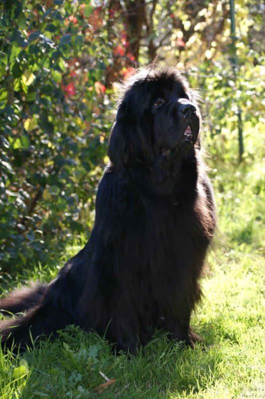 Фотография № 241200