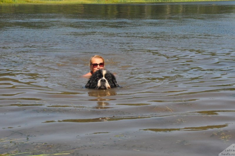 Фото: ньюфаундленд Флюфи Аваланч Сурпассинг Алл Експестатионс (Fluffy Avalanch Surpassing All Expektations)