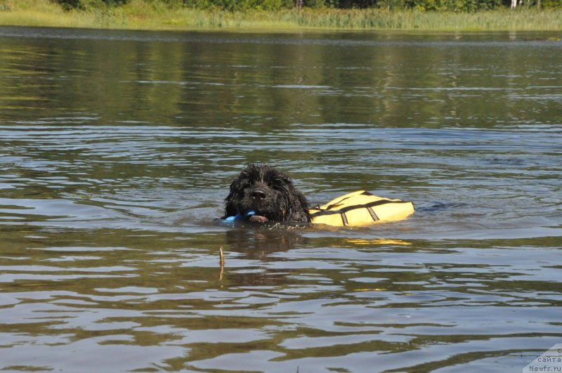 Фото: ньюфаундленд Владыка Гор Априори Астера (Vladyka Gor Apriori Astera)