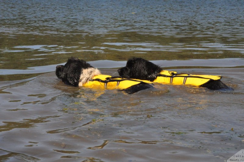 Фото: ньюфаундленд Флюфи Аваланч Цивилизация (Fluffy Avalanche Civilization), ньюфаундленд Владыка Гор Априори Астера (Vladyka Gor Apriori Astera)