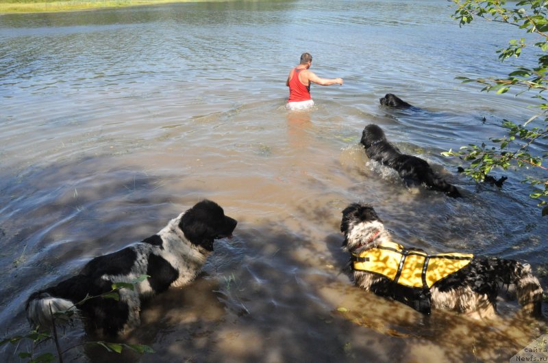 Фото: ньюфаундленд Флюфи Аваланч Цаца, ньюфаундленд Флюфи Аваланч Цивилизация (Fluffy Avalanche Civilization), ньюфаундленд Горячий Поцелуй из Аркаима, ньюфаундленд Владыка Гор Априори Астера (Vladyka Gor Apriori Astera)