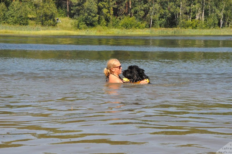 Фото: ньюфаундленд Владыка Гор Априори Астера (Vladyka Gor Apriori Astera)