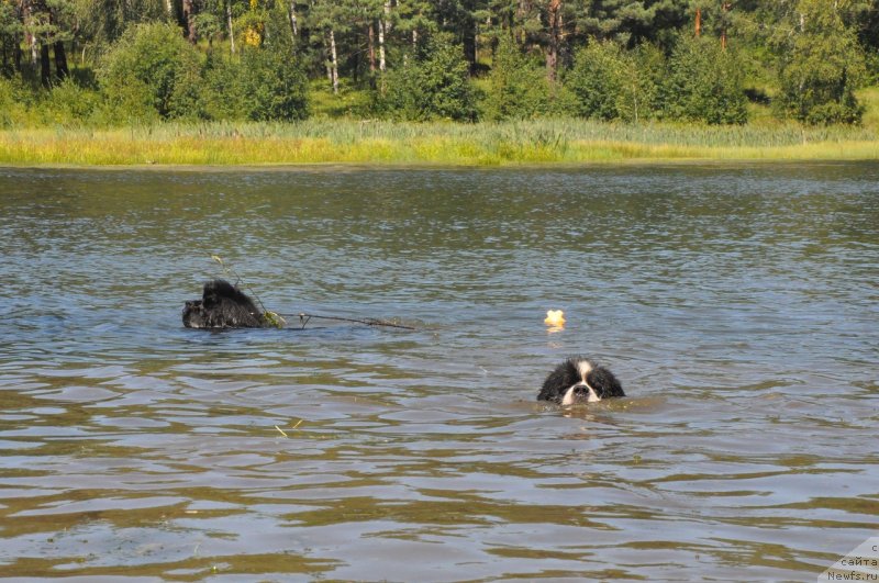 Фото: ньюфаундленд Дарт Вейдер, ньюфаундленд Флюфи Аваланч Сурпассинг Алл Експестатионс (Fluffy Avalanch Surpassing All Expektations)
