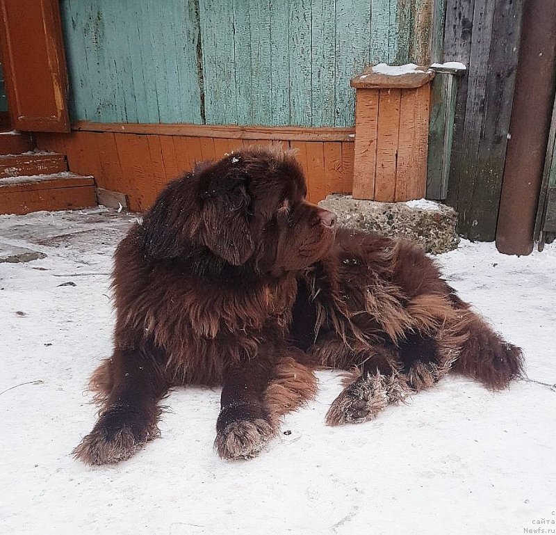 Фото: ньюфаундленд Хакку Шоколадный Медведь (Hakku Shokoladnyy Medved)