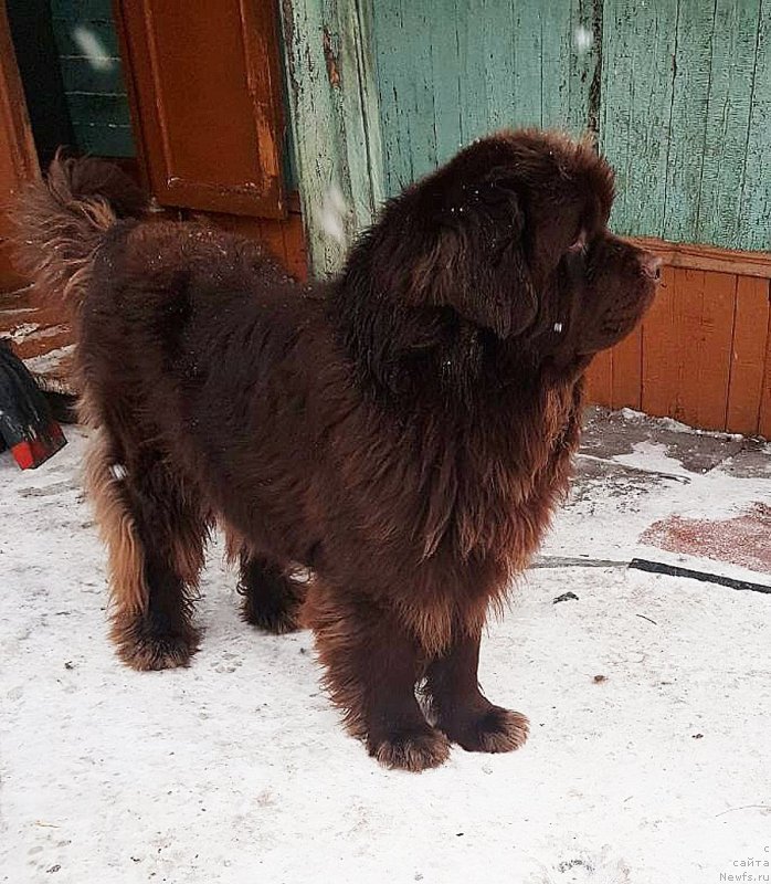 Фото: ньюфаундленд Хакку Шоколадный Медведь (Hakku Shokoladnyy Medved)