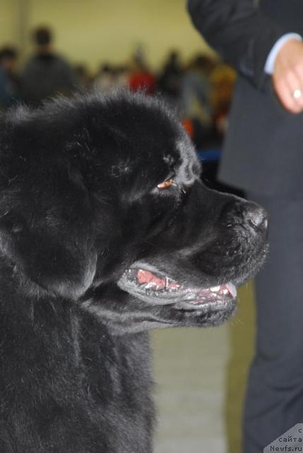 Фото: ньюфаундленд Гай Нью Спейс Престиж (Gay New Space Prestizh)