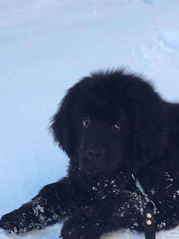 Фото: ньюфаундленд Смигар Грин Брук