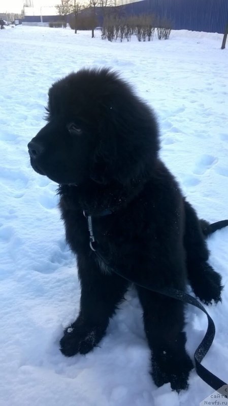 Фото: ньюфаундленд Смигар Грин Брук