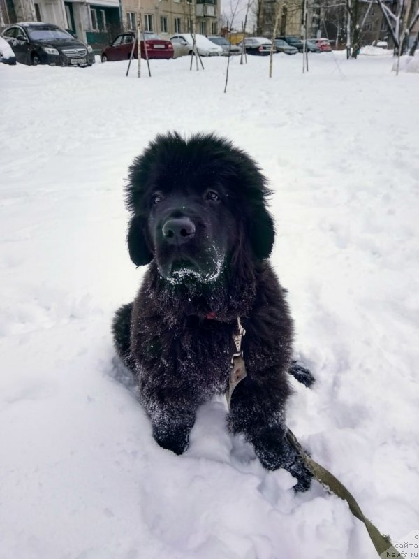 Фото: ньюфаундленд Смигар Голливуд Смайл