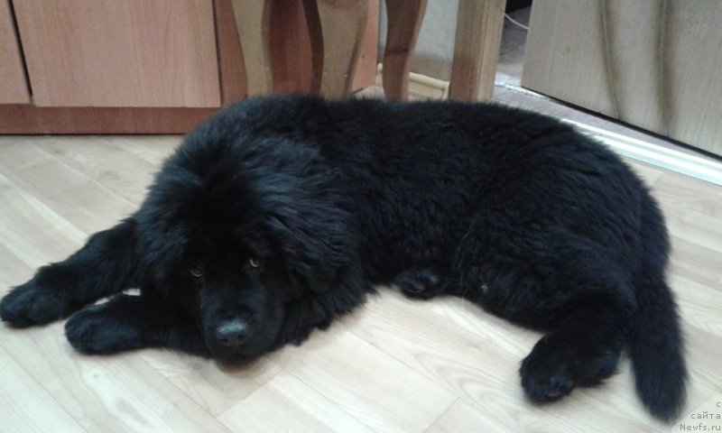 Фото: ньюфаундленд Смигар Глейд Спринг (Smigar Glade Spring)