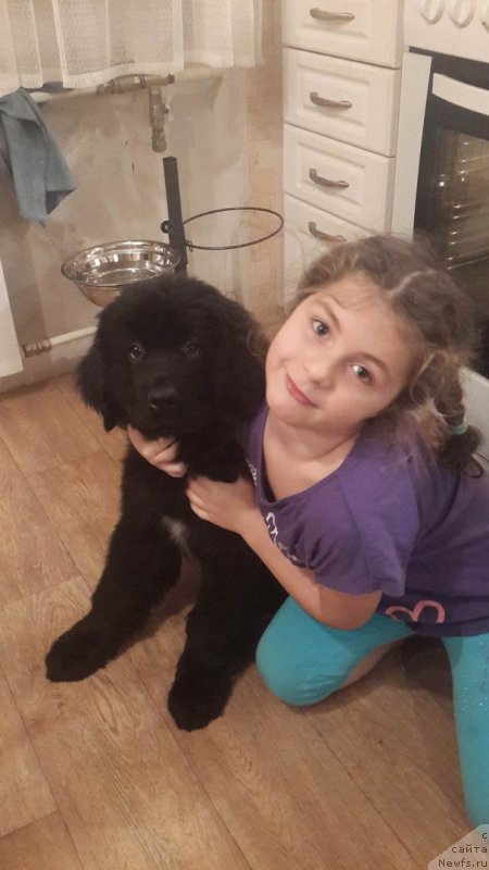 Фото: ньюфаундленд Смигар Голден Рул