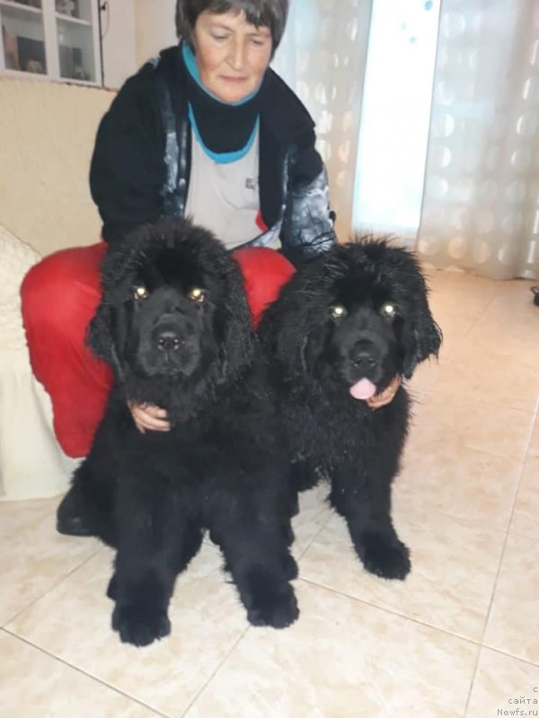 Фото: ньюфаундленд Смигар Глен Эллен (Smigar Glen Ellen), ньюфаундленд Смигар Грейслейк (Smigar Greysleyk)