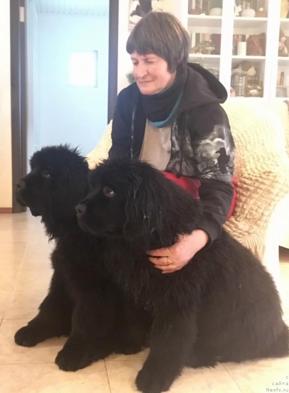 Фото: ньюфаундленд Смигар Глен Эллен (Smigar Glen Ellen), ньюфаундленд Смигар Грейслейк (Smigar Greysleyk)