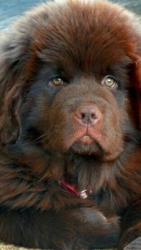 Фото: ньюфаундленд Граф Гулливер из Замка Мелвин