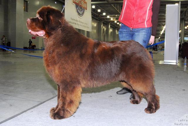 Фото: ньюфаундленд Amazing Grace vom Riesrand