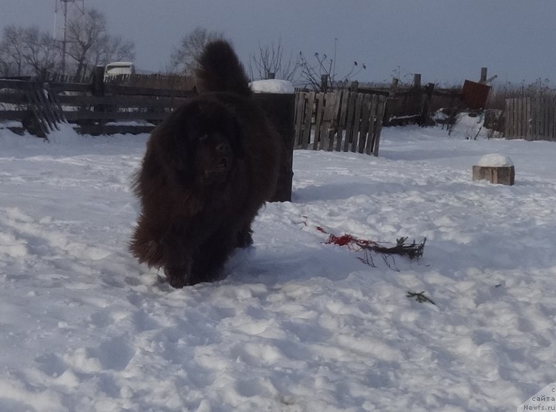 Фото: ньюфаундленд Ньюфорт Ворожея