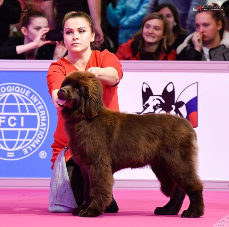 Фото: ньюфаундленд Ньюфорт Овейшен Голди Кнайт