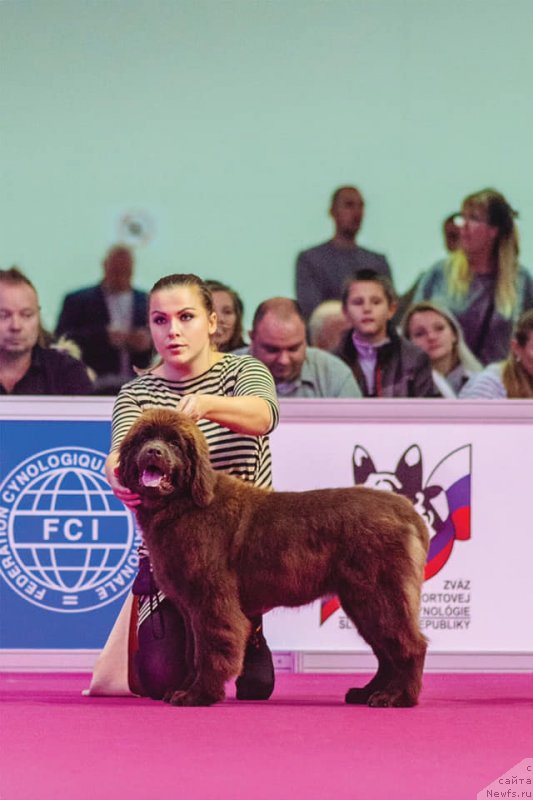 Фото: ньюфаундленд Ньюфорт Овейшен Голди Кнайт