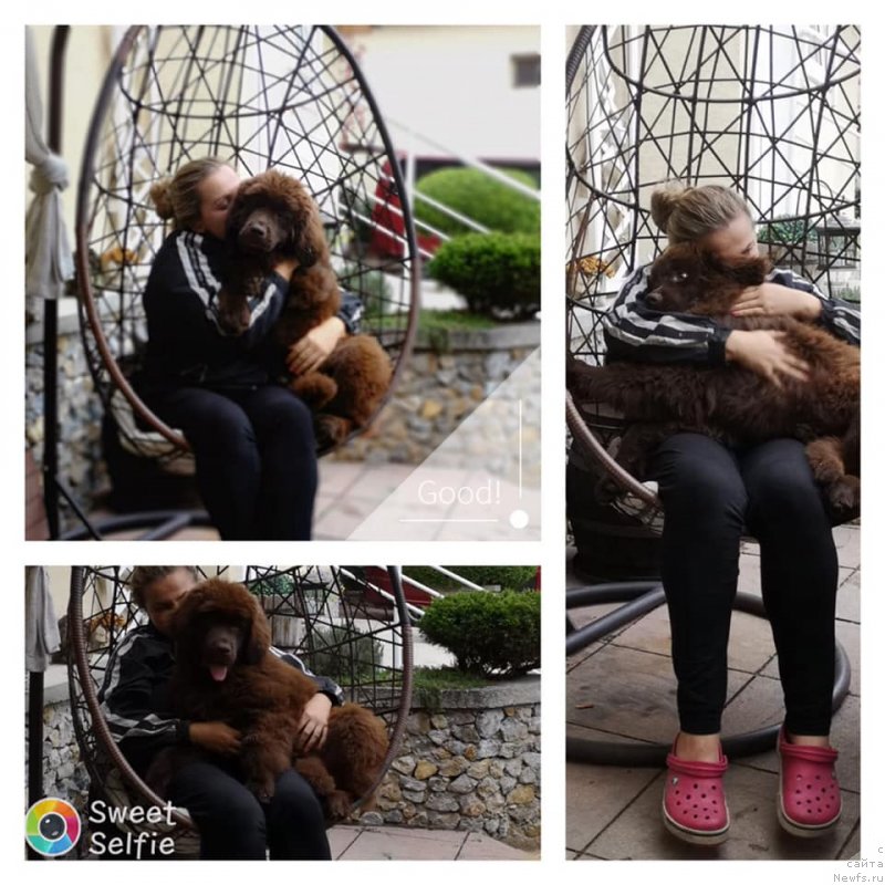 Фото: ньюфаундленд Ньюфорт Овейшен Голди Кнайт